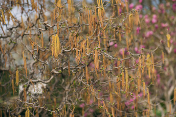 contorted hazelnut with catkin flowers in the Spring