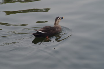 水鳥　公園