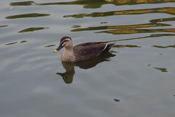 水鳥　公園