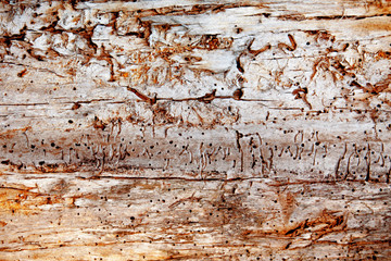 Rough old wood background texture. Natural pattern.