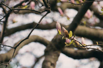 pink magnolia flower buds on a branch in the spring