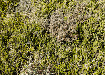 A green grass background