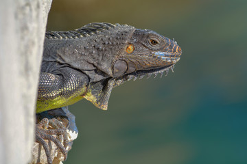 Iguana of Florida