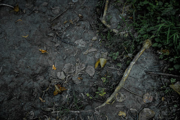 Forest Floor