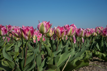 Netherlands,Lisse, a pink flower on a plant
