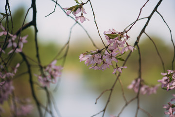 pink cherry blossoms on a branch in the Spring