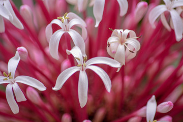 Fleurs rouges et blanches