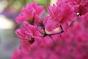 Fototapeta premium Fiori
