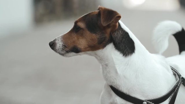 Jack Russell Terrier is waiting for its owner on a leash - slow motion