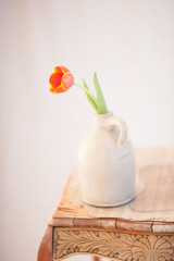 Tulips Still Life Photography