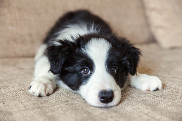 Funny portrait of cute smilling puppy dog border collie on couch. New lovely member of family little dog at home gazing and waiting. Pet care and animals concept