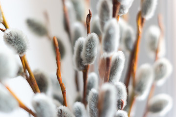 Many willow twigs on a light background © Svyatoslav Balan