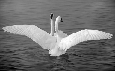 Swans are playing in open water of a lake at early spring time	