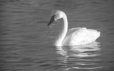 Swans are playing in open water of a lake at early spring time	
