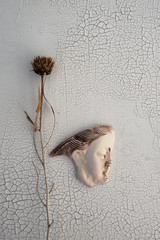 Feminine Being. Woman and Thistle On Cracked White Surface	
