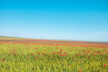 Poppy field