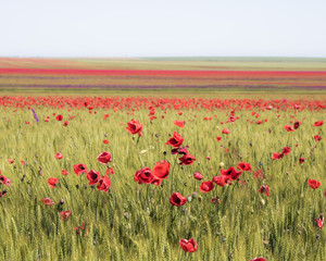 poppy field