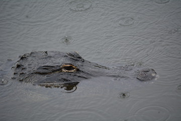 T&ecirc;te d'alligator