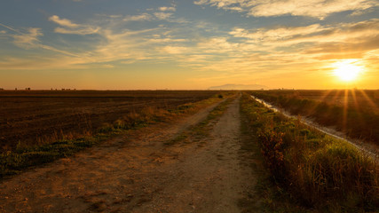 campo de arroz en el delta del ebro,tarragona,españa