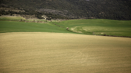 Field texture nature