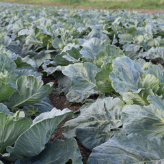 Naklejka premium Cabbage field