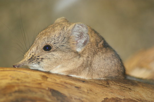 Maus