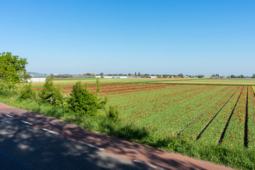 Obraz premium Netherlands,Lisse, a field of grass