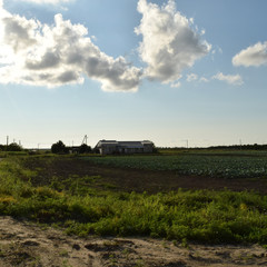 The cabbage field