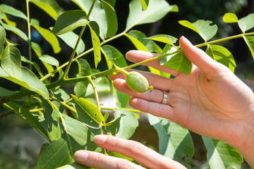 Zawiązki owoców orzecha włoskiego. Kobiece dłonie pokazują młody rozwijający się owoc na gałązce drzewa orzecha włoskiego.