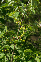 Młode zielone niedojrzałe owoce derenia jadalnego rosną gęsto na gałęziach
