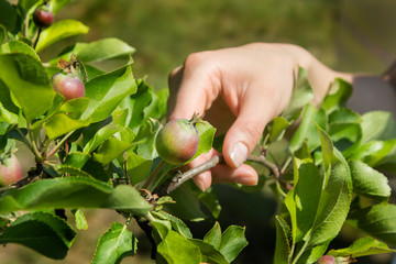 Fototapeta Dłoń kobiety trzyma młodą gałązkę jabłoni z młodym rosnącym owocem. obraz