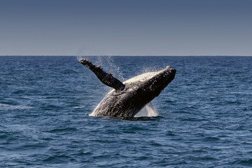 Breaching Humpback Whale (Megaptera novaeangliae), Port Stephens, Australia