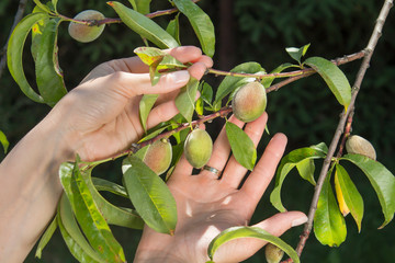 Kobiece dłonie pokazują młode niedojrzałe owoce brzoskwini rosnące na drzewie chorym na kędzierzawość liści.  - obrazy, fototapety, plakaty