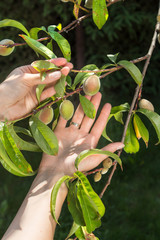 Kobiece dłonie pokazują młode niedojrzałe owoce brzoskwini rosnące na drzewie chorym na kędzierzawość liści.  - obrazy, fototapety, plakaty