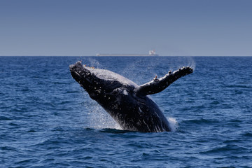 Breaching Humpback Whale (Megaptera novaeangliae), Port Stephens, Australia