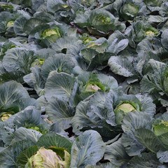 Fototapeta na wymiar Cabbage field. Cultivation of cabbage in an open ground in the field. Month July, cabbage still the young