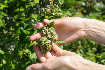 Naklejka na ściany i meble Niedojrzałe zielone owoce borówki amerykańskiej rosną na krzaku. Kobiece dłonie dotykają owoców. 
