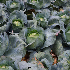 Cabbage field. Cultivation of cabbage in an open ground in the field. Month July, cabbage still the...