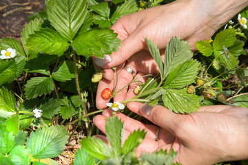 Kobiece dłonie pokazują czerwone dojrzałe owoce poziomki. Obok na tym samym krzaku rosną zielone owoce oraz kwiaty poziomki. - obrazy, fototapety, plakaty