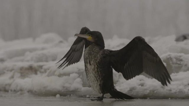 Cormorants at the pond in winter