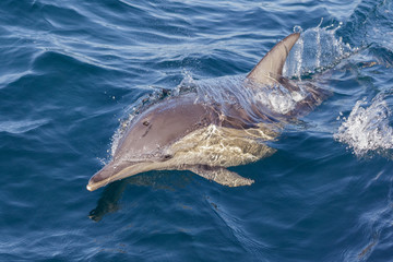 Common Dolphin (Delphinus delphis) swimming alongside Whale Watch boat, Port Stephens, NSW