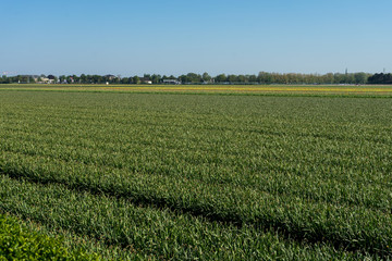 Fototapeta na wymiar Netherlands,Lisse, a large green field