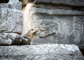 Iguana in Mexico with snake carved in stone ruins