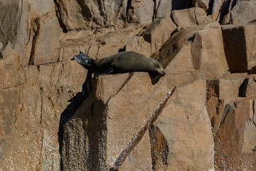 New Zealand (Long-nosed) Fur Seal (Arctocephalus forsteri) sleeping on Cabbage Tree Island, Port Stephens, NSW
