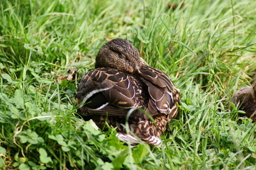 Obraz premium Enten