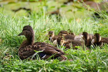 Enten