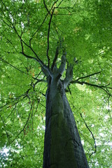 Baum