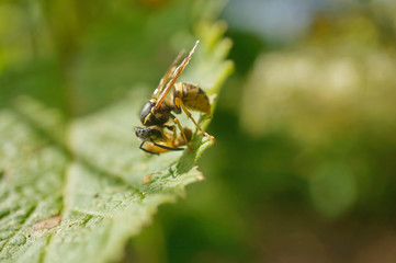 Insekt - Wespe