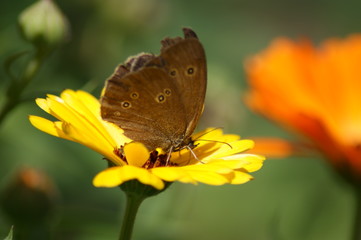 Obraz premium Schmetterling