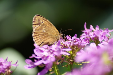 Schmetterling